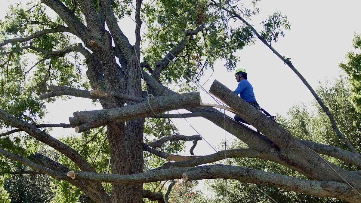 Professional Crown Thinning performed by certified arborists in Palos Hills