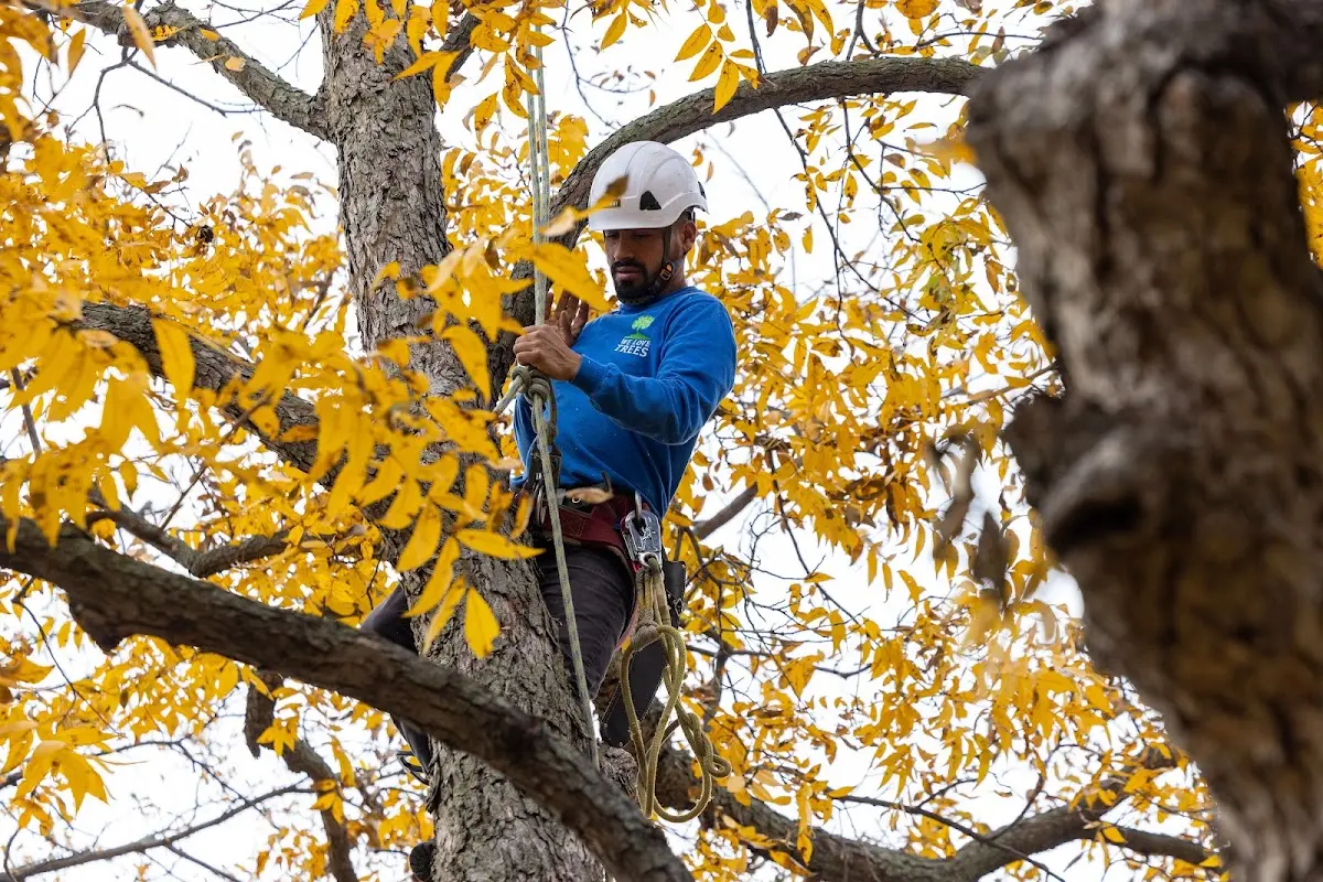 Skilled Tree Planting crew working in Palos Hills